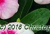 Catharanthus roseus 'Cora Strawberry', flowers