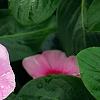 Catharanthus roseus 'Cora Strawberry', flowers