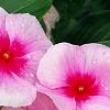 Catharanthus roseus 'Cora Strawberry', flowers