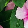 Catharanthus roseus 'Cora Strawberry', flowers