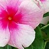 Catharanthus roseus 'Cora Strawberry', flowers