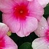 Catharanthus roseus 'Cora Strawberry', flowers
