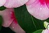 Catharanthus roseus 'Cora Strawberry', flowers