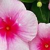 Catharanthus roseus 'Cora Strawberry', flowers