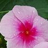 Catharanthus roseus 'Cora Strawberry', flowers