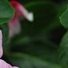 Catharanthus roseus 'Cora Strawberry', flowers