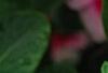 Catharanthus roseus 'Cora Strawberry', flowers
