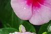 Catharanthus roseus 'Cora Strawberry', flowers