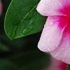 Catharanthus roseus 'Cora Strawberry', flowers