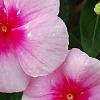 Catharanthus roseus 'Cora Strawberry', flowers
