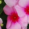 Catharanthus roseus 'Cora Strawberry', flowers