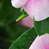 Catharanthus roseus 'Cora Strawberry', flowers