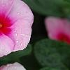 Catharanthus roseus 'Cora Strawberry', flowers