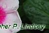 Catharanthus roseus 'Cora Strawberry', flowers