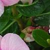 Catharanthus roseus 'Cora Strawberry', flowers
