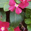 Catharanthus roseus 'Cooler Raspberry Red', habit