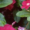 Catharanthus roseus 'Cooler Raspberry Red', habit
