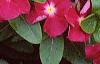 Catharanthus roseus 'Cooler Raspberry Red', habit