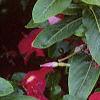 Catharanthus roseus 'Cooler Raspberry Red', habit