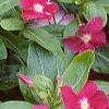 Catharanthus roseus 'Cooler Raspberry Red', habit