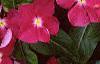 Catharanthus roseus 'Cooler Raspberry Red', habit