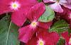 Catharanthus roseus 'Cooler Raspberry Red', habit