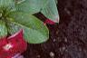 Catharanthus roseus 'Cooler Raspberry Red', habit