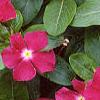 Catharanthus roseus 'Cooler Raspberry Red', habit