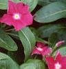 Catharanthus roseus 'Cooler Raspberry Red', habit