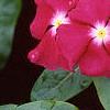 Catharanthus roseus 'Cooler Raspberry Red', flowers