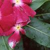Catharanthus roseus 'Cooler Raspberry Red', flowers