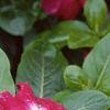 Catharanthus roseus 'Cooler Raspberry Red', flowers