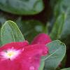 Catharanthus roseus 'Cooler Raspberry Red', flowers