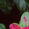 Catharanthus roseus 'Cooler Raspberry Red', flowers