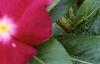 Catharanthus roseus 'Cooler Raspberry Red', flowers