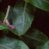 Catharanthus roseus 'Cooler Raspberry Red', flowers