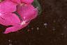 Catharanthus roseus 'Pacifica Deep Orchid', habit