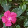 Catharanthus roseus 'Pacifica Deep Orchid', habit