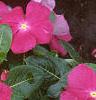 Catharanthus roseus 'Pacifica Deep Orchid', habit
