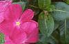 Catharanthus roseus 'Pacifica Deep Orchid', habit