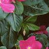 Catharanthus roseus 'Pacifica Deep Orchid', habit