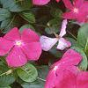 Catharanthus roseus 'Pacifica Deep Orchid', habit