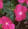 Catharanthus roseus 'Pacifica Deep Orchid', habit