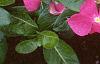 Catharanthus roseus 'Pacifica Deep Orchid', habit