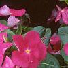 Catharanthus roseus 'Pacifica Deep Orchid', habit