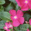 Catharanthus roseus 'Pacifica Deep Orchid', habit