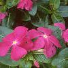 Catharanthus roseus 'Pacifica Deep Orchid', habit