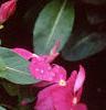 Catharanthus roseus 'Pacifica Deep Orchid', flowers