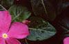 Catharanthus roseus 'Pacifica Deep Orchid', flowers
