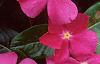 Catharanthus roseus 'Pacifica Deep Orchid', flowers